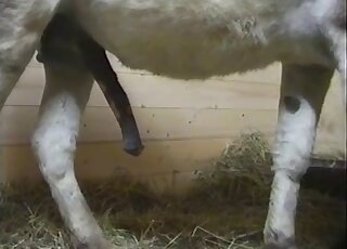 Hardcore animal fuck action with a beautiful lady