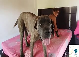 Stunning bestiality(獣姦) porn session XXX with a nice dog - 熟女アニマルセックス 