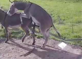 Two animals readying for a simultaneous orgasm