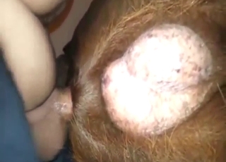 Labrador zoo sex with deep and hard anal gape
