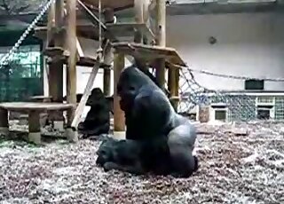 Black monkey is getting fucked by a huge guerilla