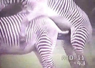 Enjoy staring at exotic animals and their dicks